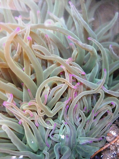 Plants+Under+the+Sea sendao › Portfolio › sea plant...(under the water)!