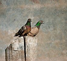 Coo... by Karen Helgesen
