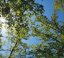 Starlit Trees by Susan Blevins