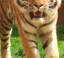 Tiger Prowling - Colchester Zoo by MichelleRees
