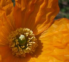 Wrinkled Perfection by bicyclegirl