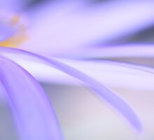 Wishes by Streichelweich