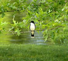 Eastern Kingbird by mooselandtours