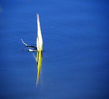 New Beginnings by Jo Nijenhuis