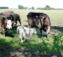 Friends come to say Moo to Casper by EdsMum