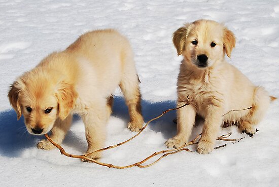 Puppies In Winter