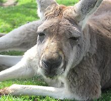 Kangaroo- Gentry Zoo, Arkansas by llc2010