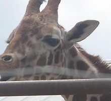 Giraffe- Gentry Zoo, Arkansas by llc2010