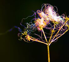 Fairy Washing Line by daleslass