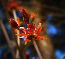 Developing Life by Danuta Antas