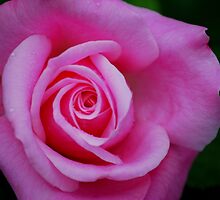 Stop and Smell the Roses by Sunshinesmile83
