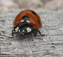 ladybird by millymuso
