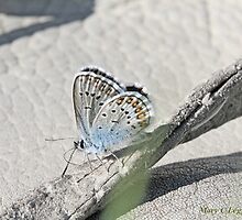 Reverdin's Blue, Plebeius argyrognomon by pogomcl