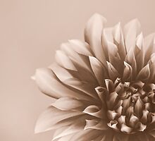 Just A Flower by Naomi Frost