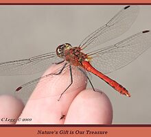 Nature's Gift is Our Treasure. A by pogomcl