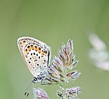Silver-studded Blue, Plebejus argus by pogomcl