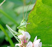 Great Green Bush-Cricket, Tettigonia viridissima by pogomcl