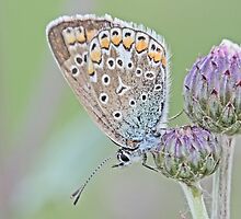 Adonis Blue, Polyommatus bellargus by pogomcl