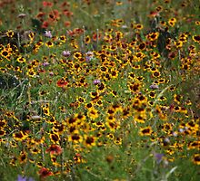 Wildflowers in bloom by JLew
