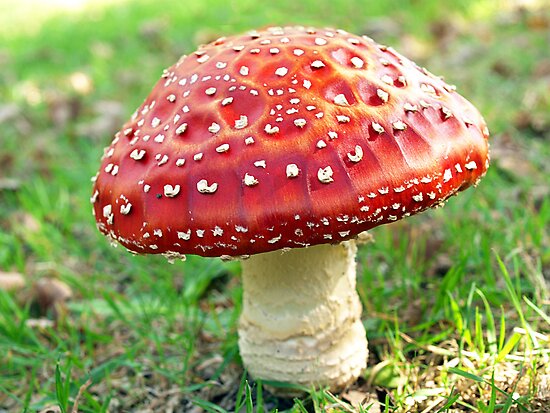 fly-agaric-toadstool-in-my-garden-drouin-australia-posters-by-bev