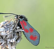 Slender Burnet, Zygaena loti by pogomcl