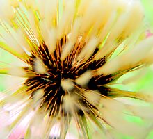 Held in a Soft World. by Paul Rees-Jones
