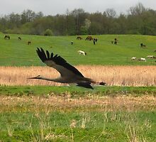Stork/Spring colors by Antanas