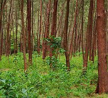 Forest and bushes in Zambales, Philippines by walterericsy