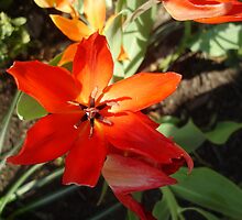 Vibrant Hue by takemeawaycn