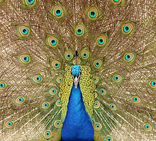 Peacock Displaying Feathers (head on) by Richard Heeks