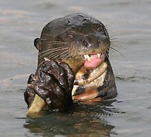 Otter munchies by Anthony Brewer