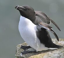 razorbill: a few minor adjustments by Grandalf