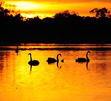 Swans&cygnet 30 by goldenstar