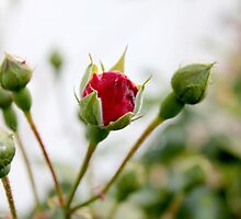 Bloom Where You Are Planted by Lauranette