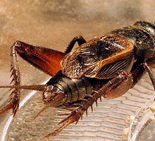Crickets Backside by Michael Gunterman