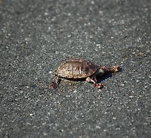 Dead turtle by Dian Squire