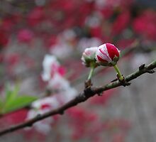 The promise by vesa50