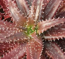 Aloe dorotheae by Etwin