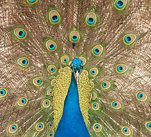 Displaying Peacock or peafowl by Jon Lees