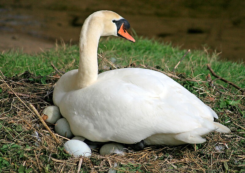 "Swan sitting on her eggs" by Waggywag Redbubble