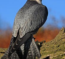 ''Stoop'' on Log by Chris Raven