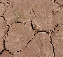 Drought by openyourap
