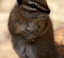I Promise ... I Didn't Take Your Nut .. by Betsy Seeton