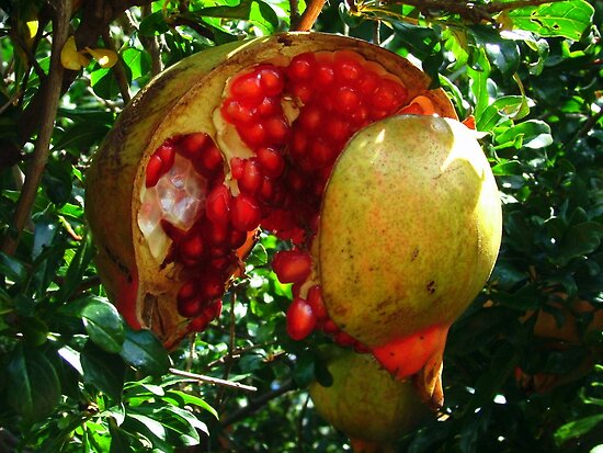 rubyfruit