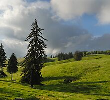 Three firs, Romania, Transylvania region by Antanas