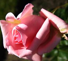 Aria Rose by MarianBendeth