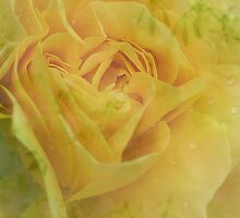 The Rose Still Grows.... by Sharon House