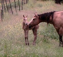Newest Addition..during night 2010-06-04 Now there's 3, little Buckskin by trueblvr