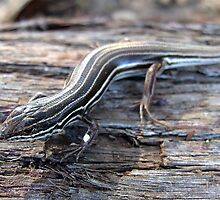 Copper-tailed Skink by EnviroKey