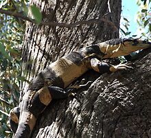 Lace Monitor - Bells Phase by EnviroKey
